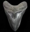 Huge, Fossil Megalodon Tooth - Georgia #74660-1